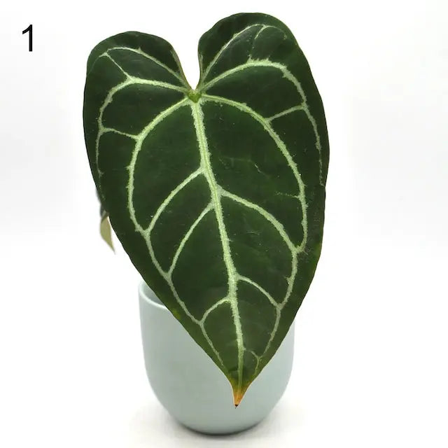 Anthurium NoID x Wild Crystallinum - indoor plant