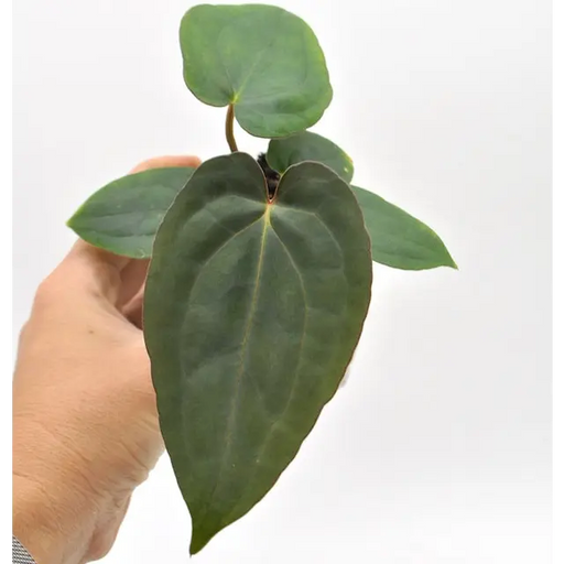 Anthurium Papillilaminum x Dressleri - indoor plant