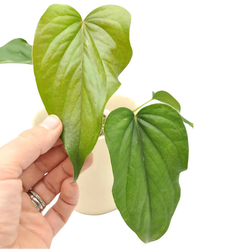 Anthurium red beauty - indoor plant