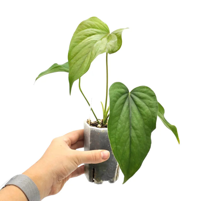 Anthurium red beauty - indoor plant