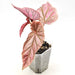 Begonia Maurice - indoor plant