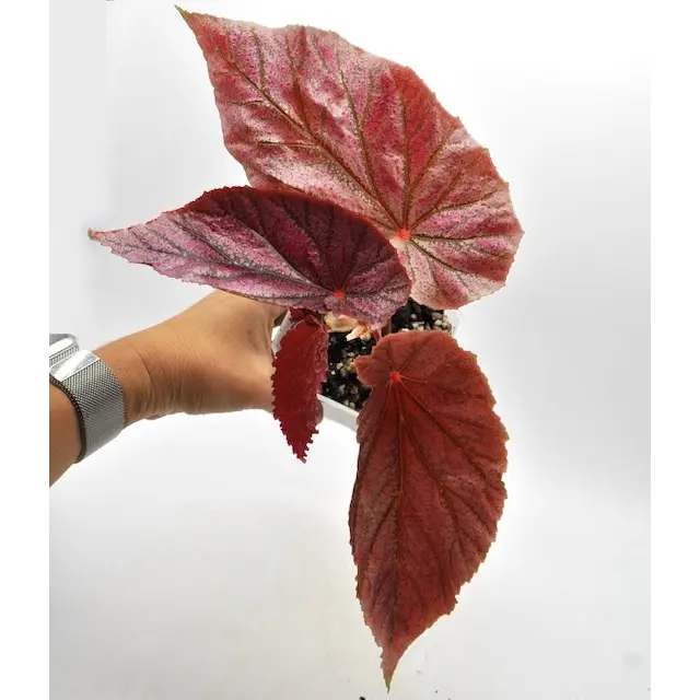 Begonia Maurice - indoor plant