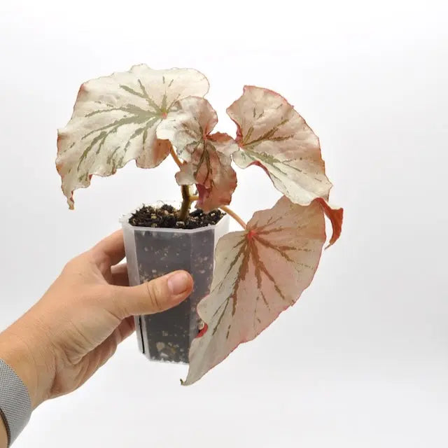 Begonia Rex - Looking Glass - indoor plant