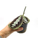 Black Maranta