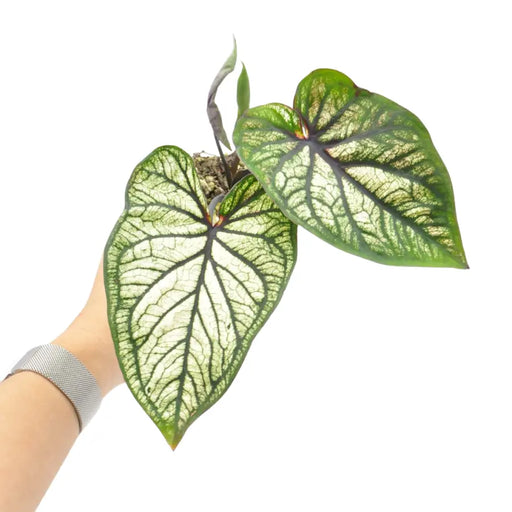 Caladium ’Good Luck’