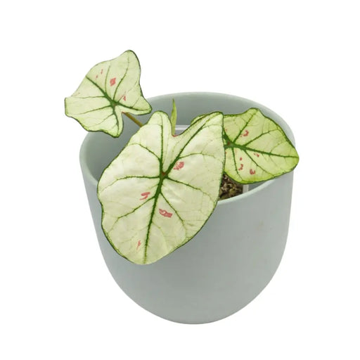 Caladium Strawberry Star