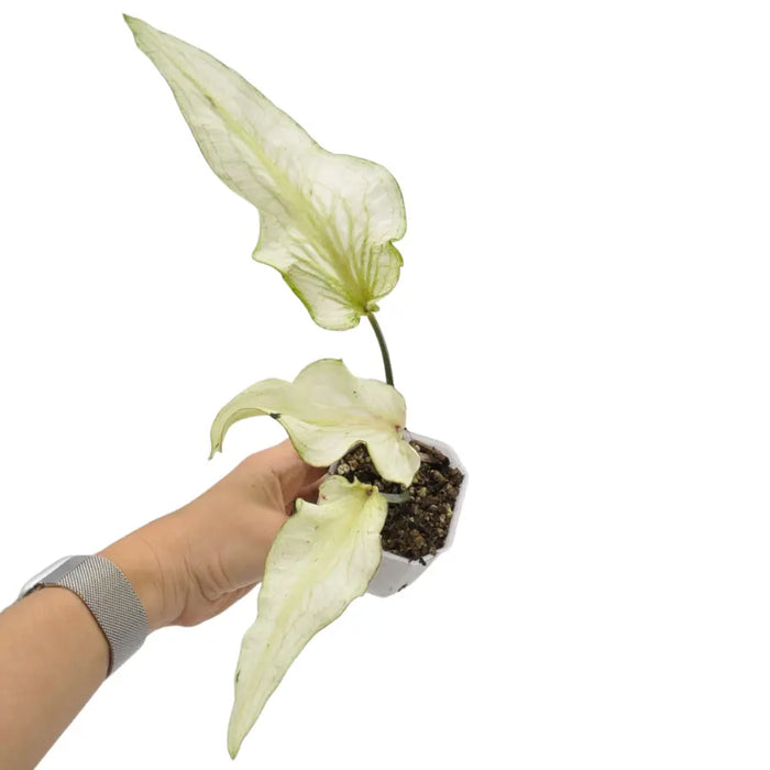 Caladium white lance-leaf