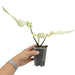 Caladium white lance-leaf