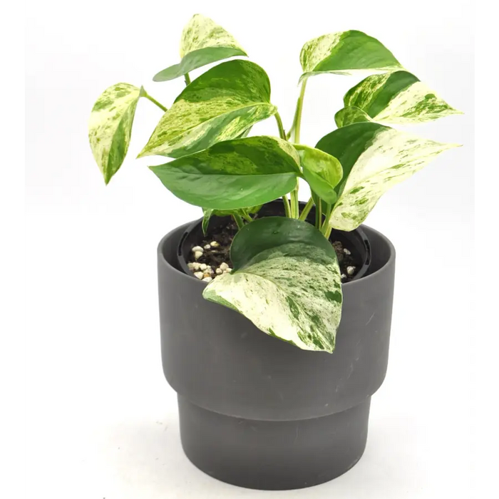 Epipremnum aureum ’marble queen’ (pothos) - indoor plant