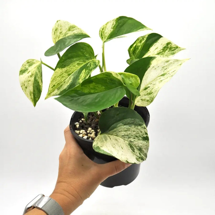 Epipremnum aureum ’marble queen’ (pothos) - indoor plant