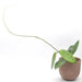 Hoya cinnamomifolia - indoor plant