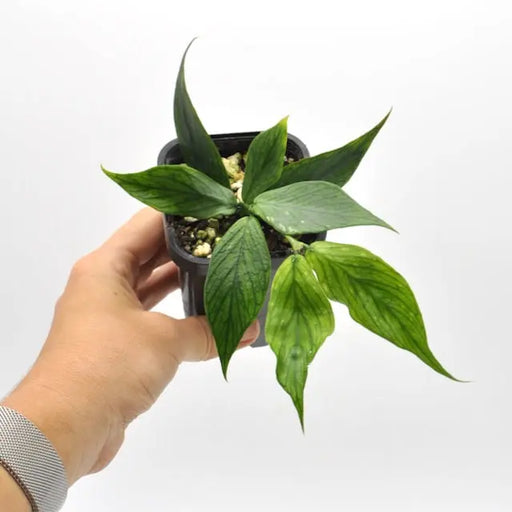 Hoya Polyneura - indoor plant