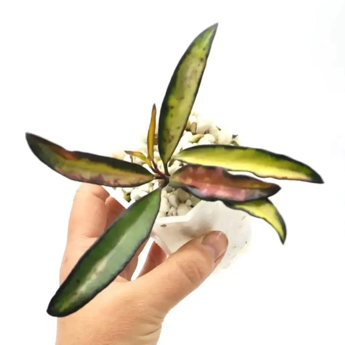 Hoya wayetii variegata