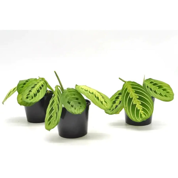 Lemon Lime Maranta