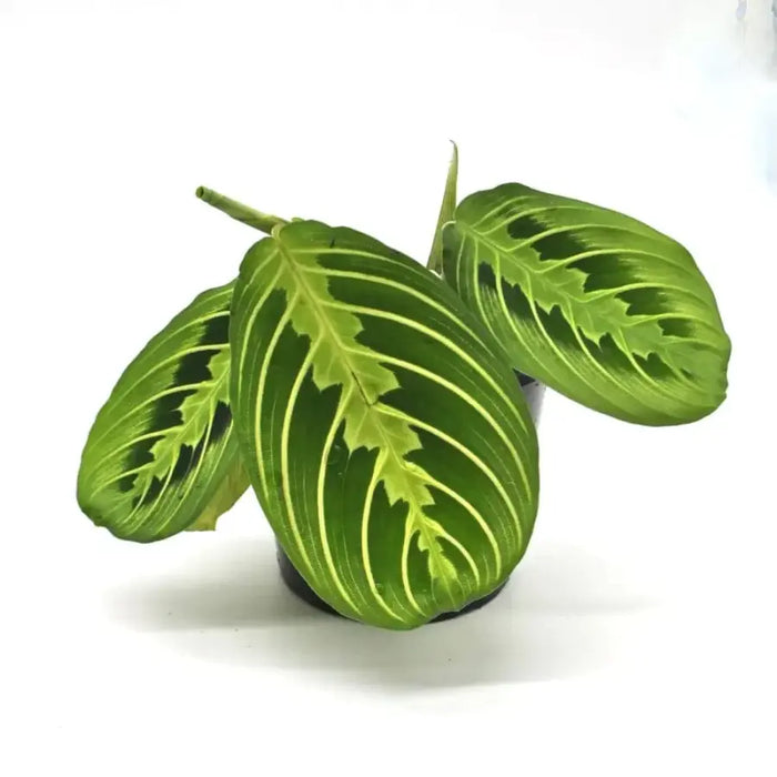 Lemon Lime Maranta