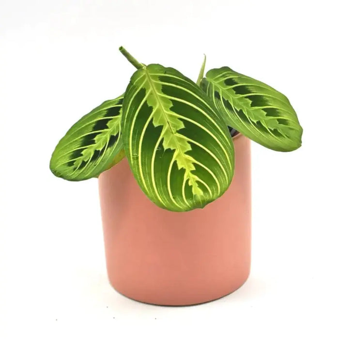 Lemon Lime Maranta