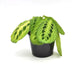 Lemon Lime Maranta