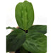 Maranta Bicolour