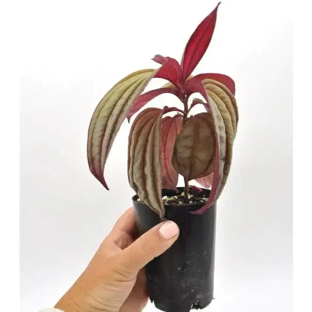 Medinilla coccinea