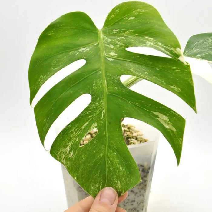 Monstera Borsigiana ’Albo’ Variegata