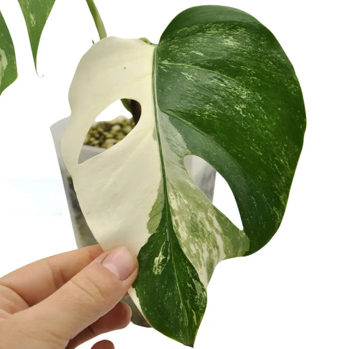 Monstera Borsigiana ’Albo’ Variegata