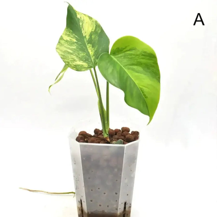 A Monstera Borsigiana 'Aurea' Variegata