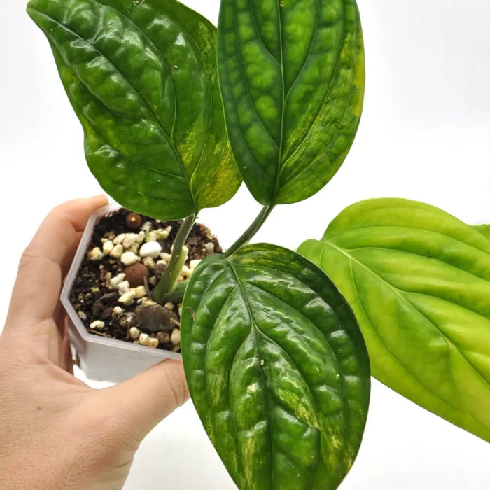 Monstera Peru Variegated - soil