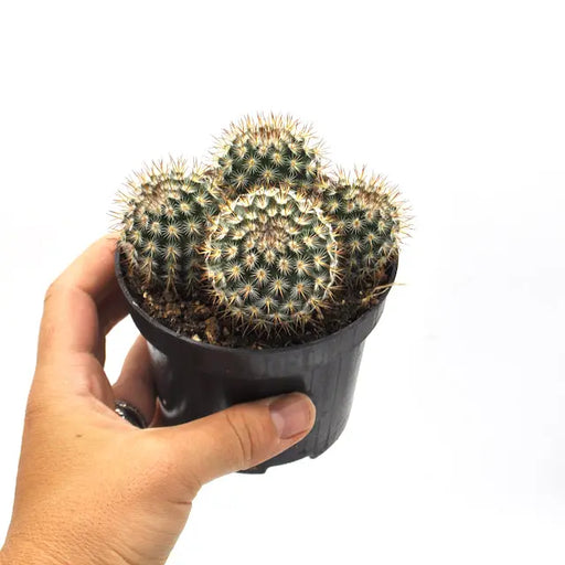 Notocactus/Parodia