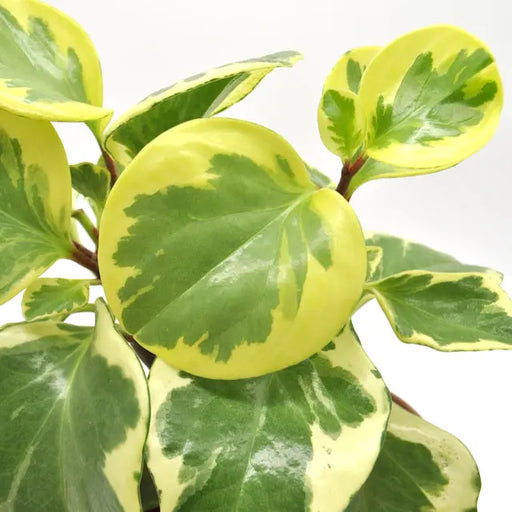 Peperomia obtipan bicolor