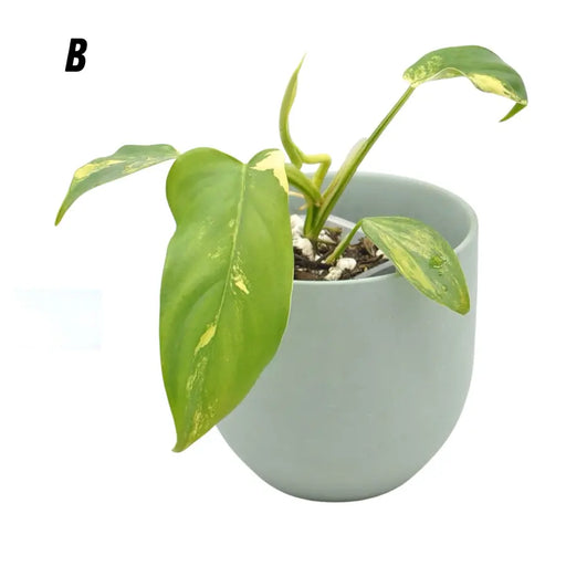 Philodendron Bipennifolium Variegata - B - indoor plant