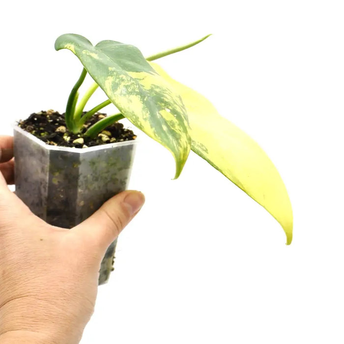 Philodendron Bipennifolium Variegata (Soil) - indoor plant