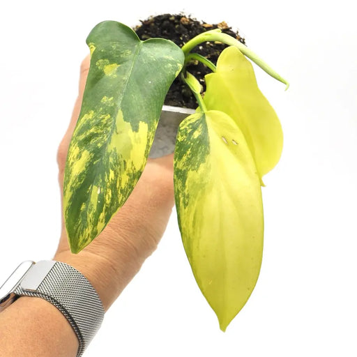 Philodendron Bipennifolium Variegata (Soil) - indoor plant