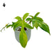 Philodendron Florida Beauty - indoor plant