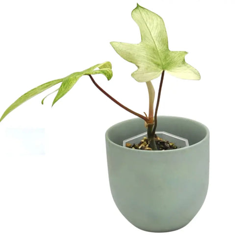 Philodendron Florida Ghost - indoor plant