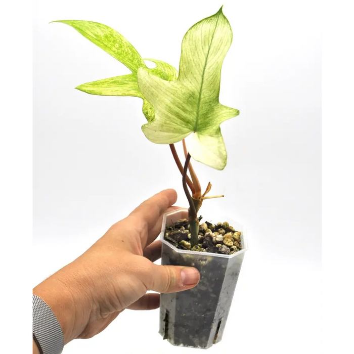 Philodendron Florida Ghost (non-TC) - indoor plant