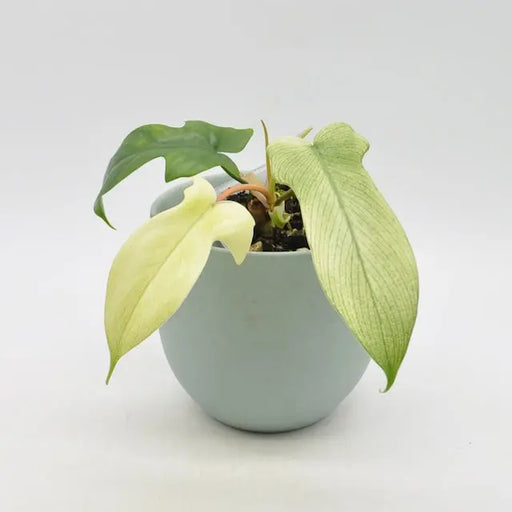 Philodendron Florida Ghost (non-TC) - indoor plant