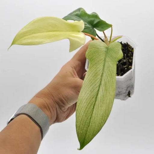 Philodendron Florida Ghost (non-TC) - indoor plant