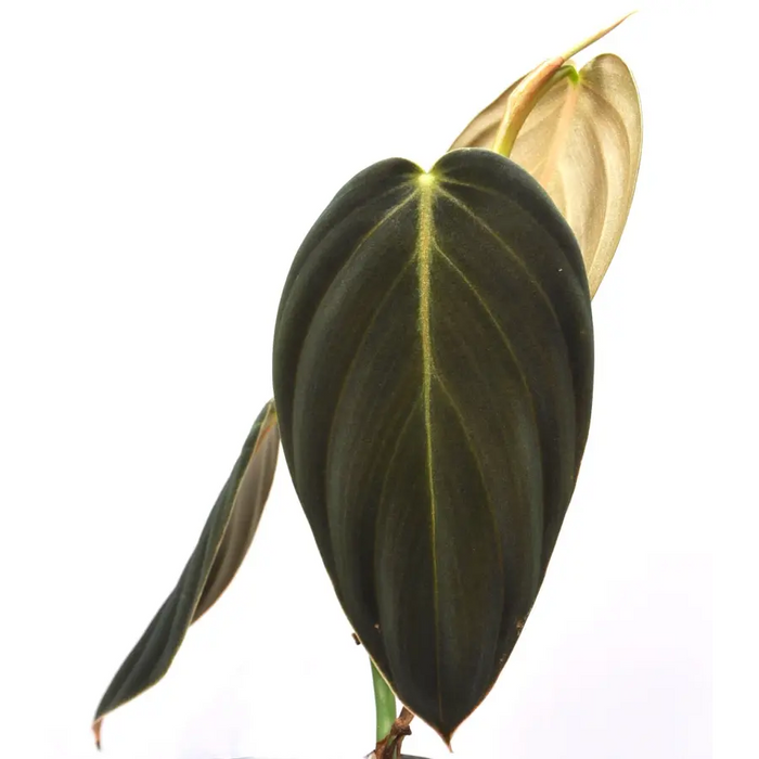 Philodendron Gigas