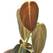 Philodendron Gigas