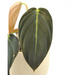 Philodendron Gigas