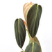 Philodendron Gigas