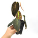 Philodendron Gigas (non TC)