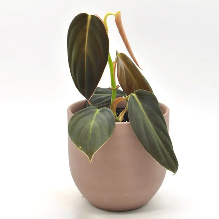 Philodendron Gigas (non TC)