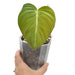 Philodendron Glorious - indoor plant