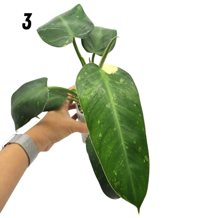 Philodendron Jose Buono - 3 - indoor plant