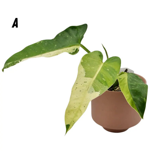 Philodendron Jose Buono - A - indoor plant