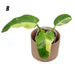 Philodendron Jose Buono - B - indoor plant