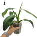 Philodendron Jose Buono - indoor plant