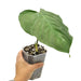 Philodendron Majestic - indoor plant