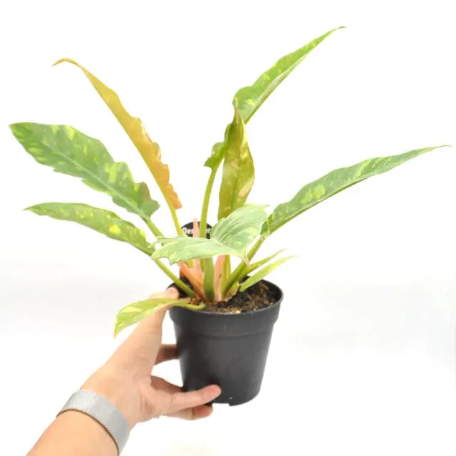 Philodendron Ring of Fire - indoor plant